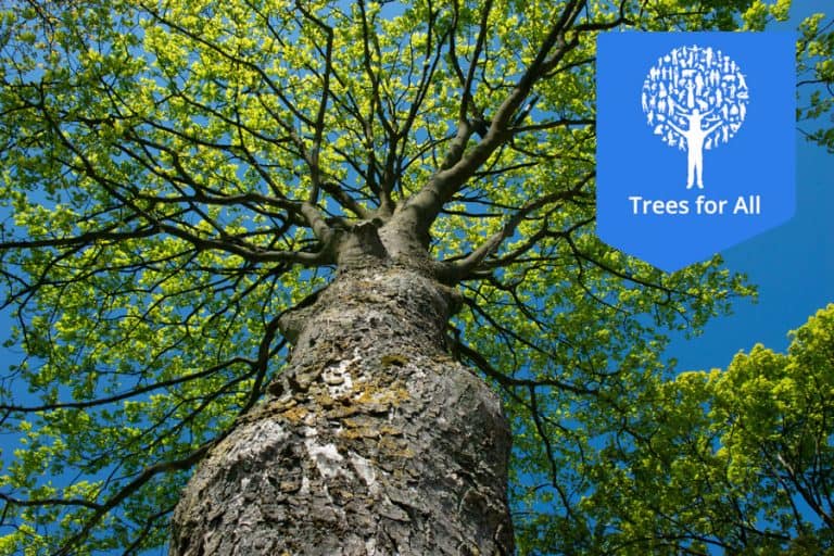 foto van een boom van onderen genomen. Rechtsboven staat het logo van Trees for All